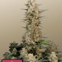 Original AUTO CRITICAL
